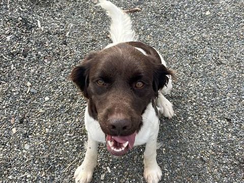 Vend Chienne Munsterlander LOF 700 22120 Quessoy