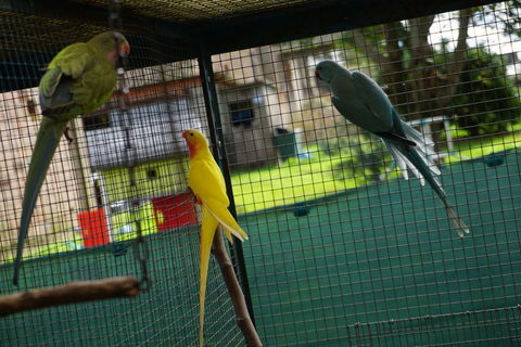 Princesses de Galle 1 82100 Les barthes