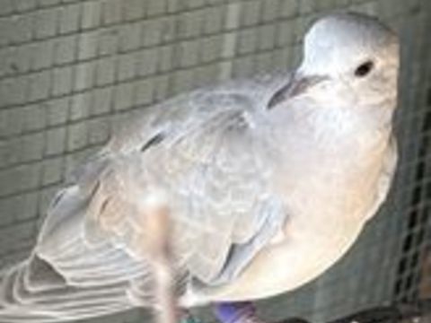   Colombe ou tourterelle  