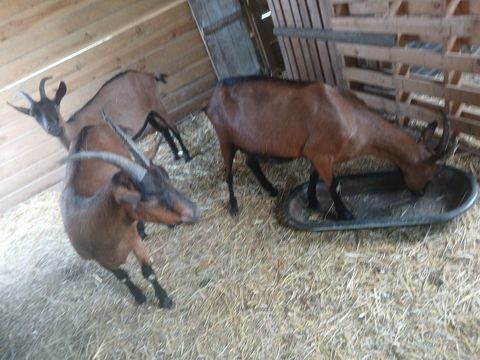 Chevre alpines 250 61170 Saint-julien-sur-sarthe