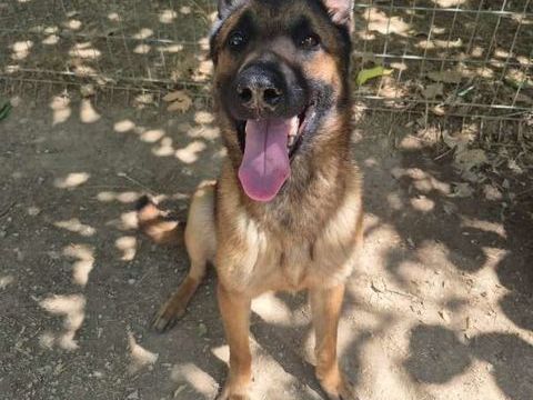 Chien EBENE à l adoption 210 13001 Marseille