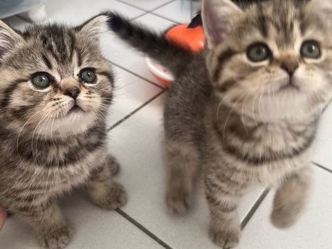 Scottish straight 1300 54590 Hussigny-godbrange