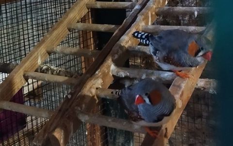 Diamant mandarins 5 46100 Cardaillac