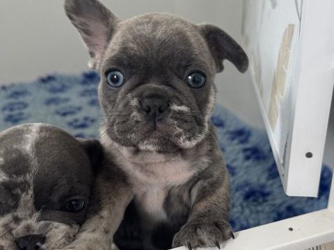 Chiot Bouledogue Fran&ccedil;ais 1200 80300 Albert