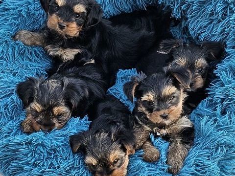 A Reserver : Yorkshire Terrier LOF : 4 m&acirc;les et 2 femelles 1500 56160 S�glien
