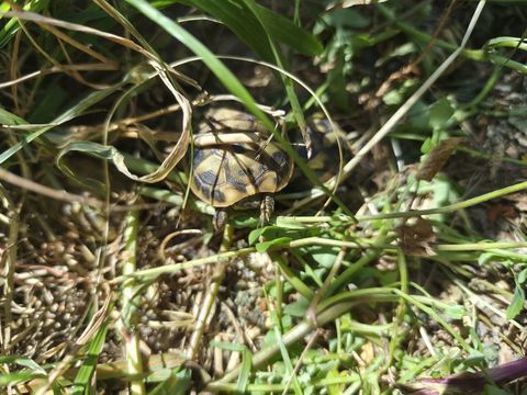 Tortues juv&eacute;niles 40 euros et tortues adultes 40 13500 Martigues
