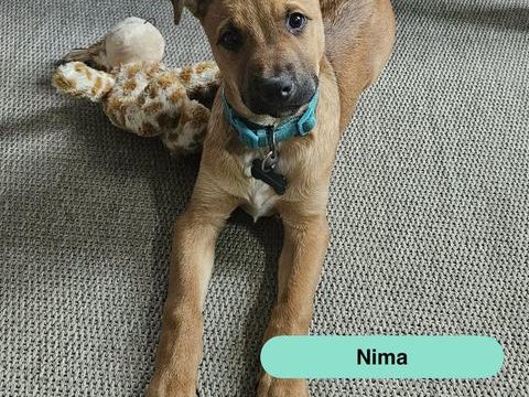 Nima, chiot crois&eacute; malinois &agrave; adopter 300 44430 La boissi�re-du-dor�