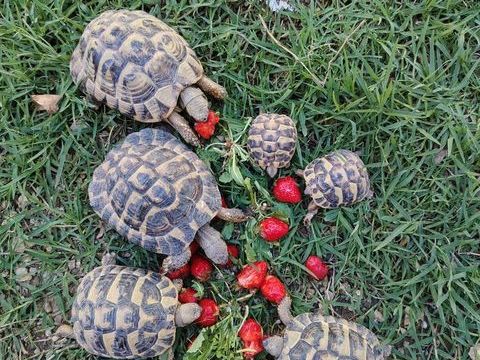 Tortues Herman   
400 30000 N�mes