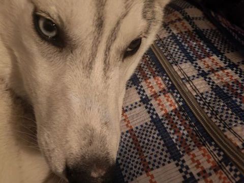 Chiot femelle husky sib&eacute;rien  1000 67100 Strasbourg