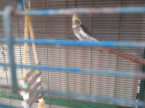 Calopsite 20 35120 Baguer-morvan