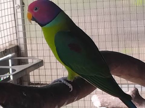 Perruche 
95 83260 La crau