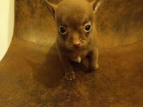  chiot chihuahua femelle marron poil court 1000 62300 Lens