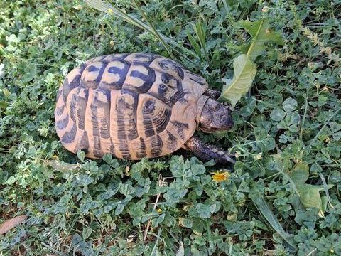 c&eacute;de tortue adulte  19 ans  imp&eacute;ratif d avoir un jardin 200 13100 Saint-marc-jaumegarde