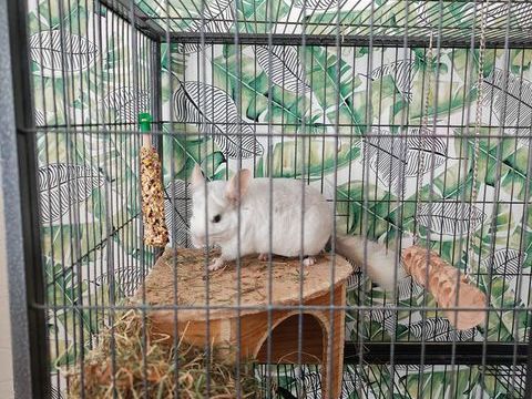 Chinchilla + grande cage compl&egrave;te ? 400� 400 91230 Montgeron