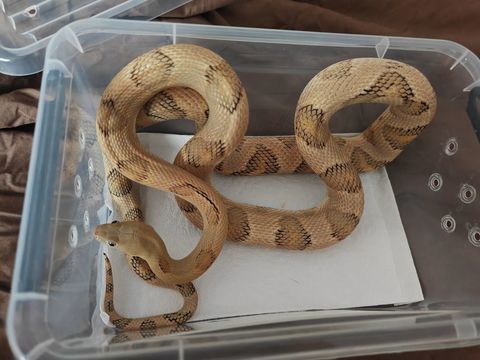 Serpent Bogertophis Subocularis (m&acirc;le) 100 28240 La loupe