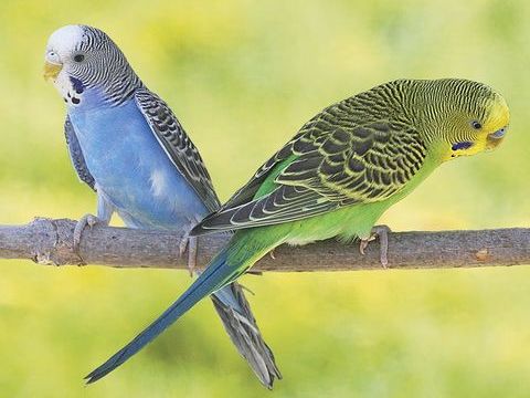 petit perruche onduler 7 86210 Vouneuil-sur-vienne