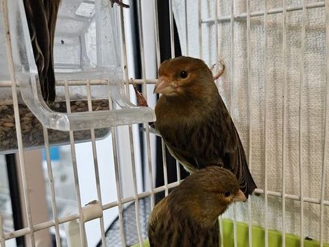 Canaris m&acirc;les 2025 25 33140 Villenave-d'ornon