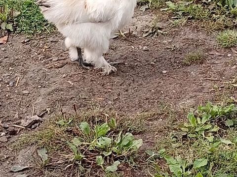 Jeune coq nain negre soie 5 62370 Nouvelle-�glise