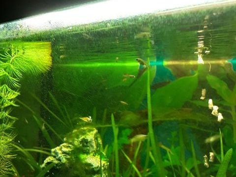 Alevin guppy 0 59490 Bruille-lez-marchiennes