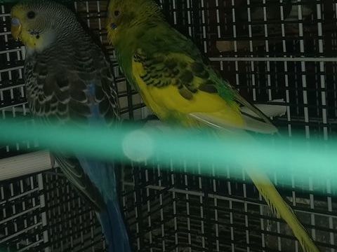 Perruche ondulee 10 54700 Pont-�-mousson