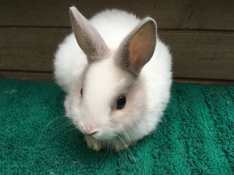 Petit Lapin Nain 40 31390 Carbonne