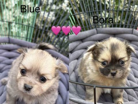 Magniques chiots pomchi 1000 49500 Segr�