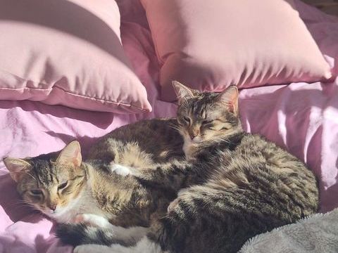 Baya et Lexie 420 44000 Nantes