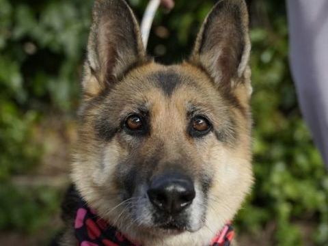 DUNA 320 27620 Gasny