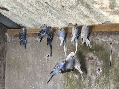Oiseaux perruches ondul&eacute;es 
12 29290 Saint-renan