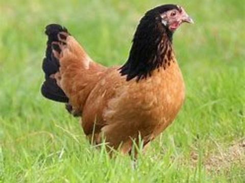 Poules allemandes vorwerk 34 77540 Courpalay