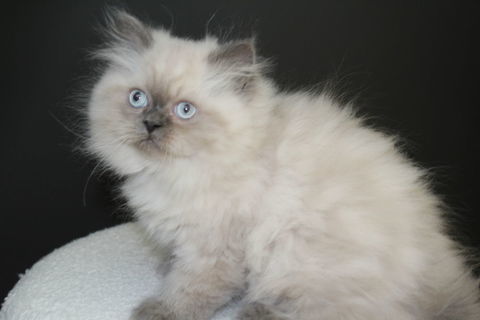 Chatons type persan colourpoint non Loof 790 88300 Neufchâteau