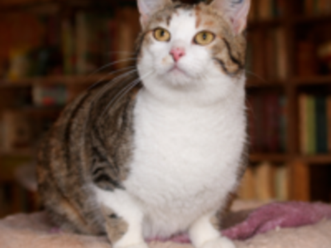 ANOUKI FEMELLE TIGRE BLANC 1 AN 1/2 195 92260 Fontenay-aux-roses