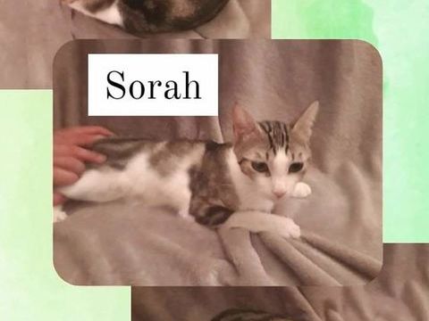 Sorah, petite minette adorable, coeur à prendre 230 84190 Vacqueyras