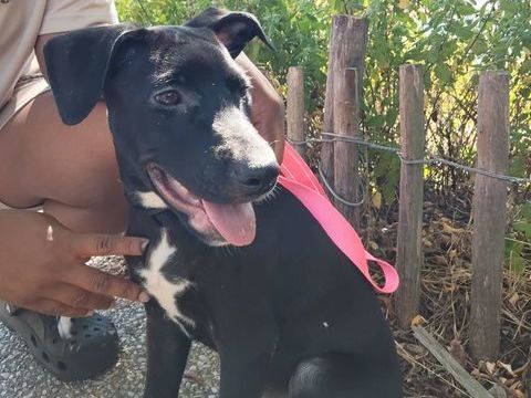 Stella, 3 mois, &agrave; adopter d&eacute;partement 92 220 92390 Villeneuve-la-garenne