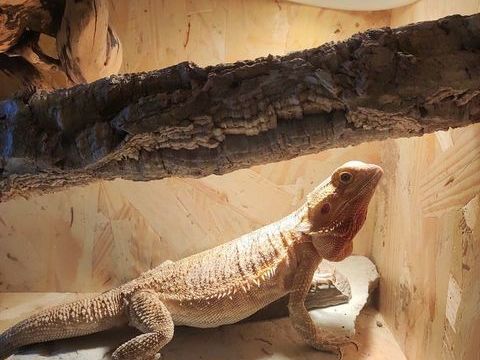 terrarium &eacute;quip&eacute; avec pogona 300 31860 Pins-justaret