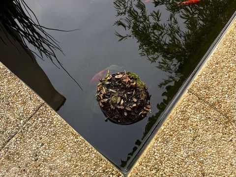 Poissons com&egrave;tes (noirs) de bassin 0 95770 Montreuil-sur-epte