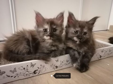 Chatons Maine Coon LOOF SQR 3 995 95470 V�mars