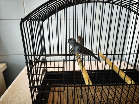 canaris raza 30 31790 Saint-jory