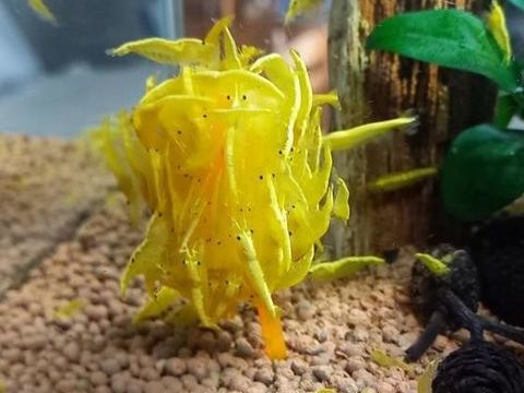 Crevettes yellows n&eacute;on neocaridina 3 37270 Ath�e-sur-cher