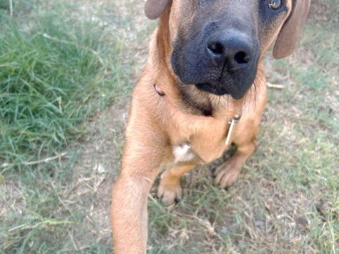 Killian, 6 mois, est à l'adoption! 0 34000 Montpellier