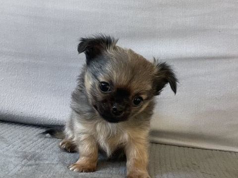 Chihuahua male 800 34300 Agde