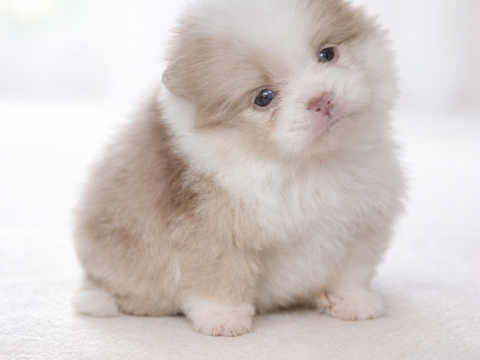 Spitz allemand 1500 31800 Saint-gaudens