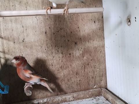 Canari m&acirc;le 
20 59144 Jenlain