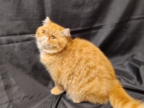 APOLLON DU DOMAINE AUX IRIS 1615 78840 Moisson