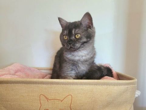 Chaton british shorthair LOOF 1290 59230 Saint-amand-les-eaux