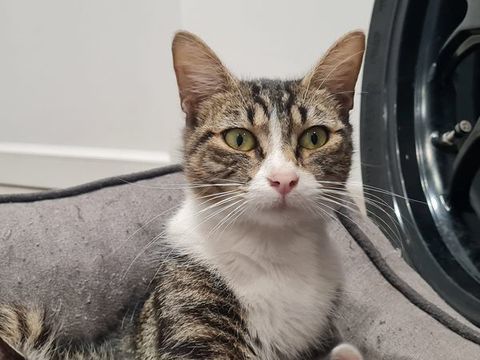 Rhéa à l adoption 200 26300 Chteauneuf-sur-isre