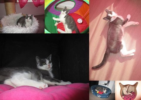 NEWT, chaton ataxique à adopter 1 60000 Beauvais