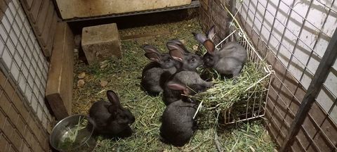 lapin de compagnie 15 83400 Hyères