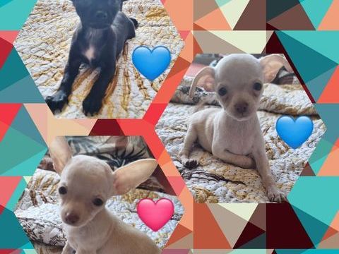 Adorables chiots Chihuahuas &agrave; placer  800 94200 Ivry-sur-seine