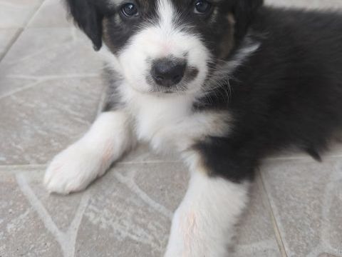 CHIOTS BERGER AUSTRALIEN LOF
1000 29250 Plougoulm